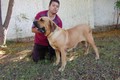Matriz - Fila Brasileiro Dourado - Canil Singular - Dague